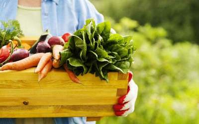 丹麦 谱写北欧有机农业的“童话”，教育咨询服务引领未来